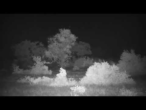 Djuma: Large Buffalo herd-Pt:2 - 19:20 - 11/27/20
