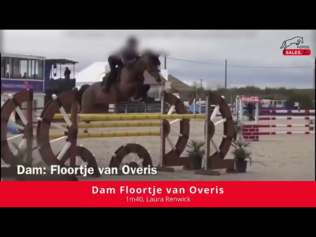 Implanted Embryo Baloubet du Rouet x For Pleasure