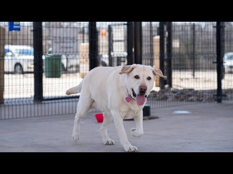 angry dog music 🎉😊 #short #shortsvideo #shortvideo #subscribe