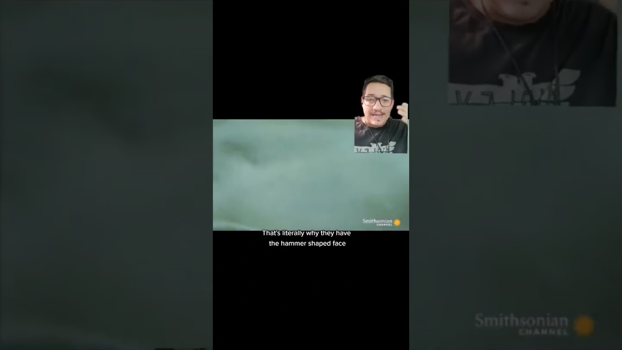 Hammerheads are masters are catching stingrays