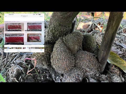 Lớn củ- lớn thân- vượt mức mong đợi