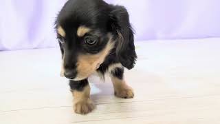 カニンヘンダックスフンドの動画01