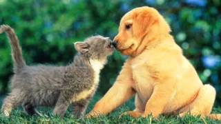 Guardianes del Amor - El Perro, El Gato y Yo.