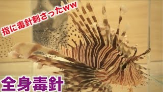 生きた全身毒針魚さばいたら指に毒針刺さったぁぁぁぁ Logtube 国内最大級のyoutuber ユーチューバー ニュースメディア