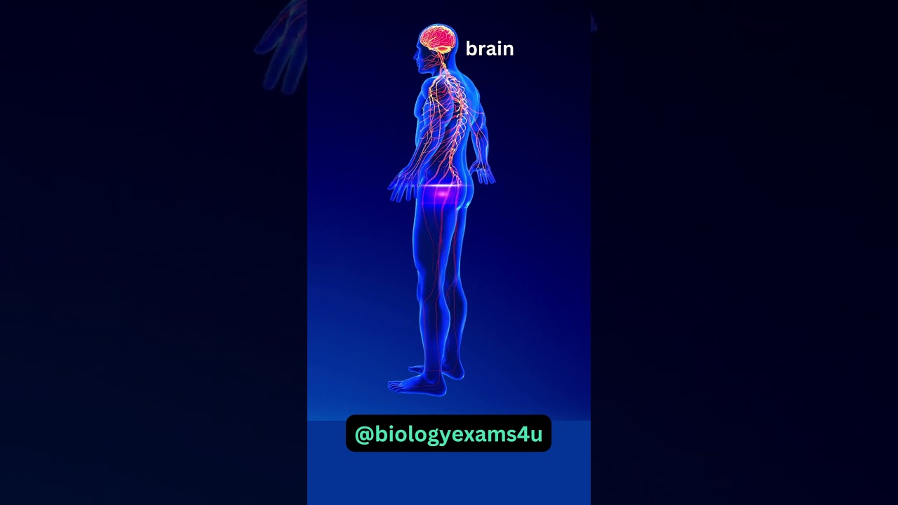 Nervous System Animation