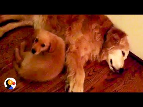 Un cachorro reconforta a su madre cuando está sufriendo una pesadilla