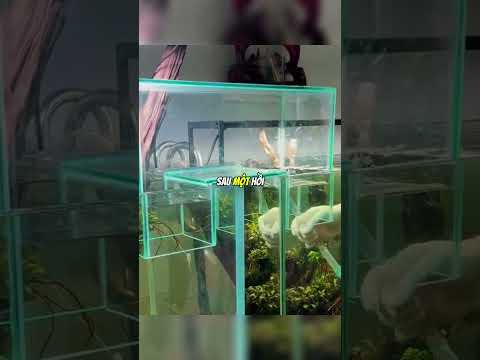 Cây Cầu Nước Giúp Cá Bơi Giữa Hai Bể 😲