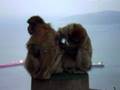 Top of the Rock Apes