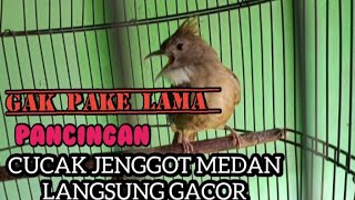 Download lagu Cucak jenggot Medan Ganas Manggil lawan mp3