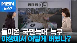 [사건추적] 돌아온 '국민늑대' 늑구, 어떻게 버텼나? 탈출 이유는? [MBN 뉴스7]