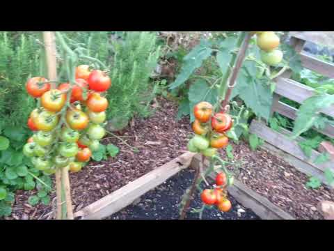 The dreaded blight has finally arrived. Plot 37.