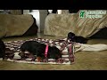 Miniature Dachshund dogs for sale: Duchess - Video 1