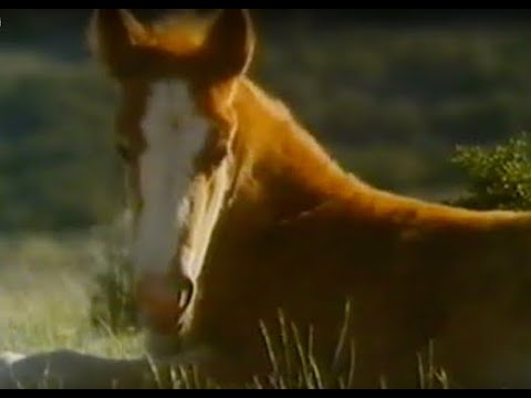 , title : 'Geo 1990, "America: i cavalli selvaggi", Gianclaudio Lopez'