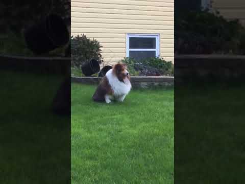 Ozzy, an adopted Shetland Sheepdog / Sheltie in Kentville, NS_image-1