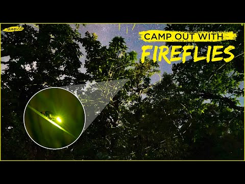 download lagu mp3 mp4 Fireflies Festival Pune, download lagu Fireflies Festival Pune gratis, unduh video klip Fireflies Festival Pune