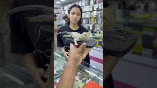 Download lagu 🦎Funny 3D Lizard cartoon design unique antique iPhone 11 cover with silicon material ￼viral Cover mp3