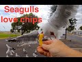 Seagulls Love Chips
