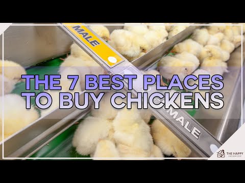 , title : 'The 7 Best Places To Buy Chickens'