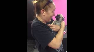 Pug puppy surprise