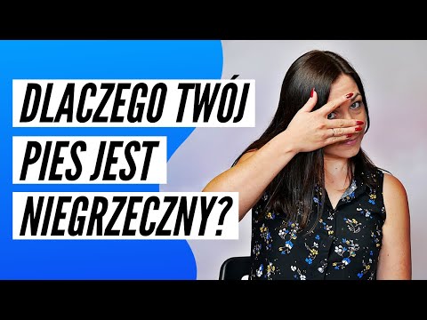 DLACZEGO TWÓJ PIES JEST NIEGRZECZNY?