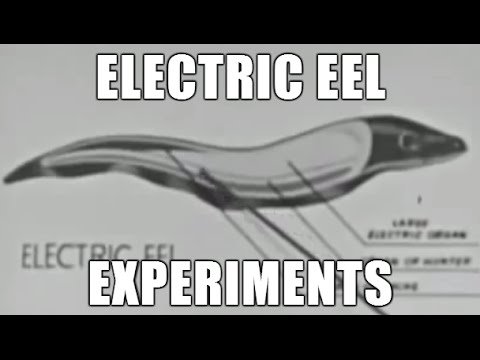 Electric Eel Experiment