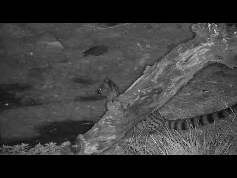Djuma: Genet looking for dinner - 00:18 - 05/19/20