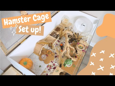 Setting Up a Hamster Cage!