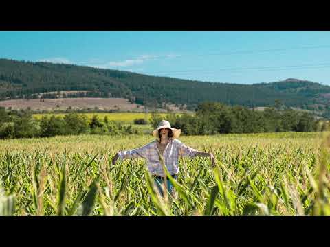 NOVEM - ПЛАШИЛО