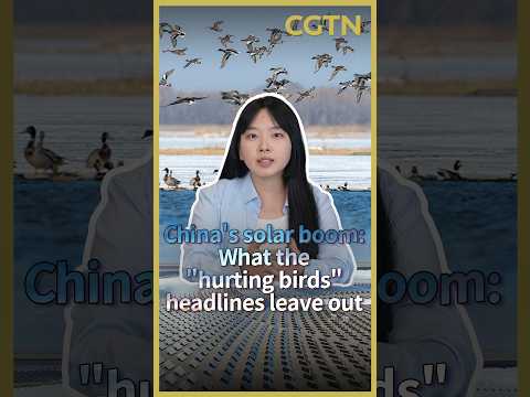 China's solar boom: What the 'hurting birds' headlines leave out