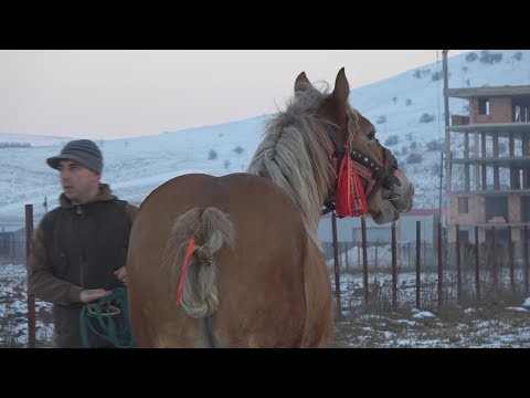 Manza Semigreu Romanesc - Cluj 2018