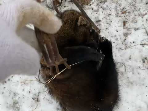 Best Check ever 7 Wolves!! Personal best for one bait station 👍🏽