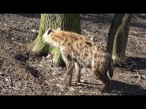 Spotted hyena | Hyena Skvrnitá - The ugly beauty