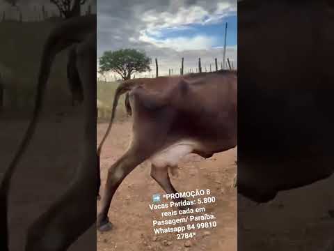 ➡️ *PROMOÇÃO 8 Vacas Paridas: 5.800 reais cada em Passagem/ Paraíba. Whatsapp 84 99810 2784*#gado