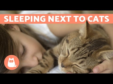 Is it Bad to SLEEP Next to Your CAT? - YouTube