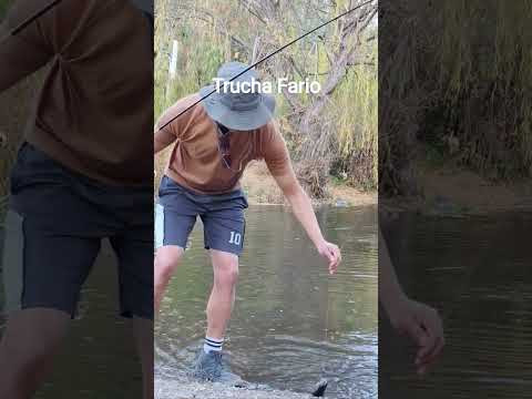 Trucha Fario  en Río Hurtado #fishing #chile #pesca #coquimbo #fish #shorts #shortvideo #naturaleza