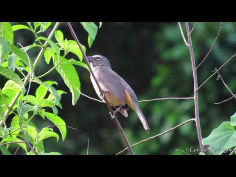 Tanečník sivý (Saltator coerulescens) — starostlivosť, voliéra a kŕmenie