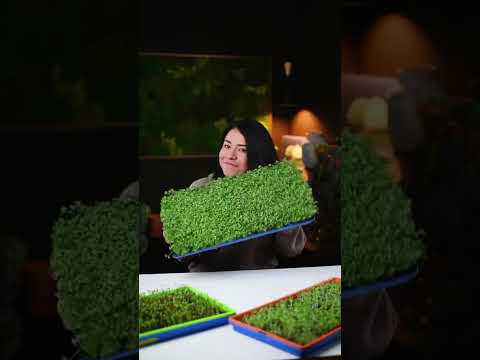 Grow a Tray of Microgreens in Six Days | Bootstrap Farmer