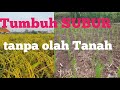 Cara Tanam Padi Di Lahan Kering