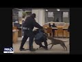 Guard Attacked By Pitbull In San Francisco Public Library