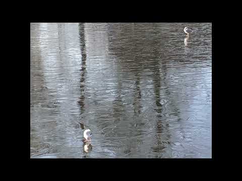 Walking this Morning in Groningen.  10 January 2024