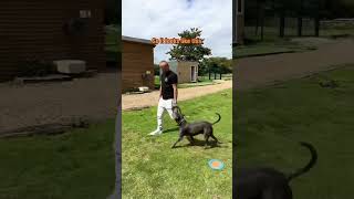 How To Fix This (full video in description) #dog ￼#training #shorts #staffy