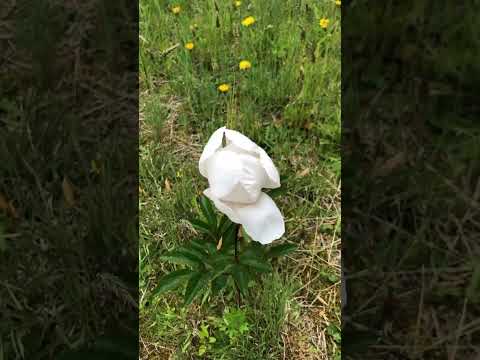 ポットのピンクの花の牡丹