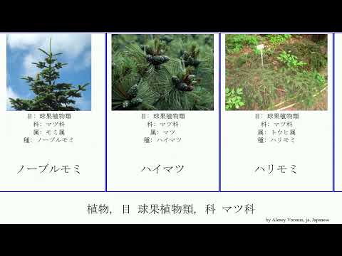 シベリアカラマツ 植物