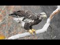 DO EAGLES REALLY YAWN