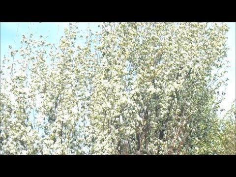 Ситуация на пасеке 18.05.2019г.  Алтайский край, Сибирь.