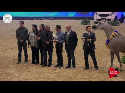 N.25 ISSAN RAYYANA - SEWC 2017 - Fillies Championship (Class 7)