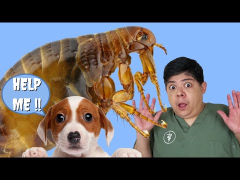 Ask a VET - Does Your Dog Have a FLEA problem? How to tell if there are Fleas on your Dog!