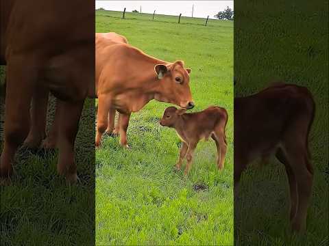 cute cow and her calf eating grass #cow #animals #cowvideos #cutecow #babycow #cowcalf #cows #shorts