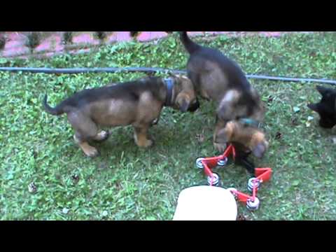 Danger Liqueur+Yuko Fortuna Fortis =0) Puppies