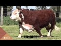 CIALE Alta Toro TEMBLOR, Polled Hereford
